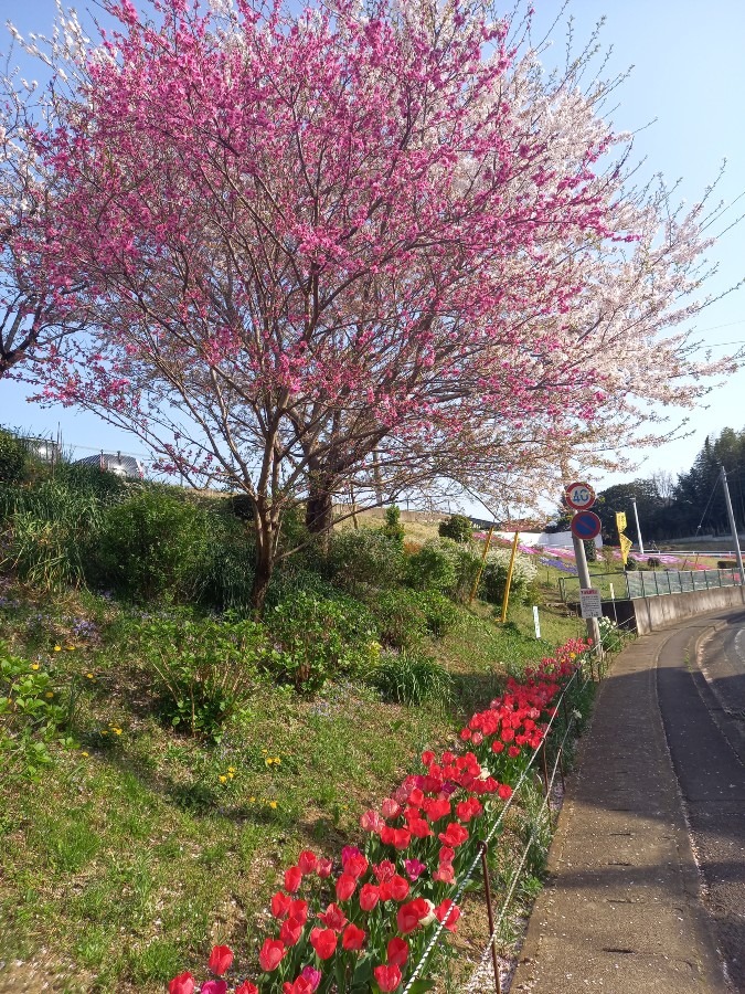 桜～Part2～