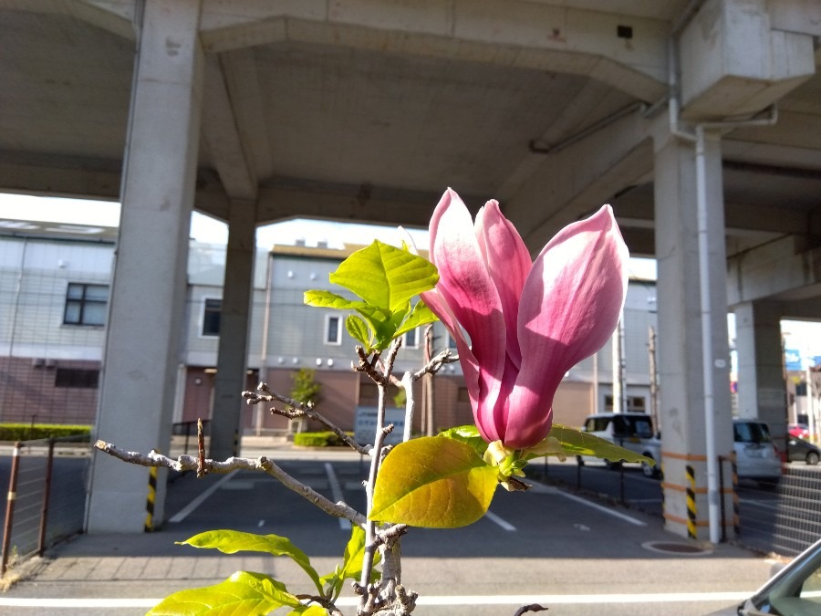 ぽつんと花一輪💖