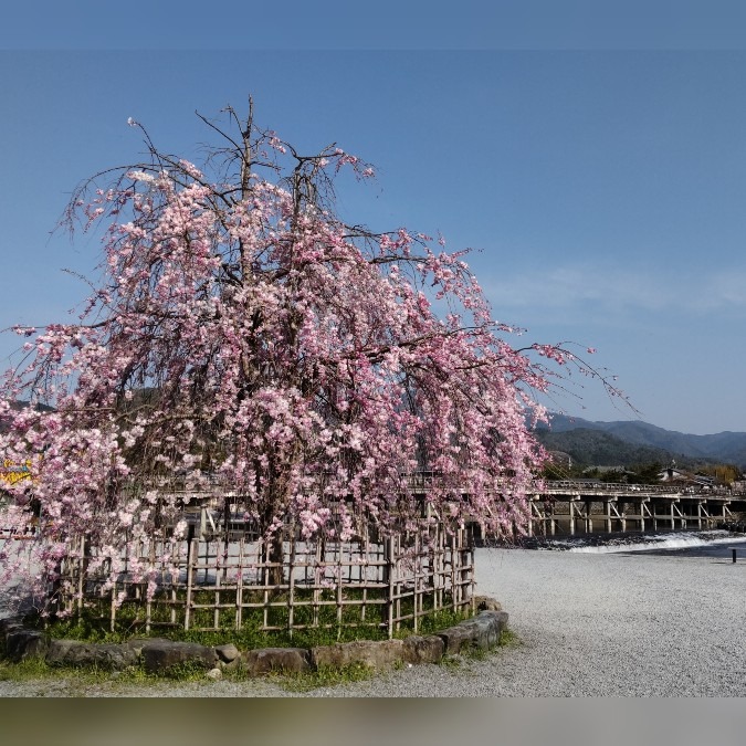 今朝の京都・嵐山🌸