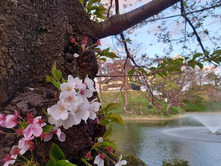 名残の桜