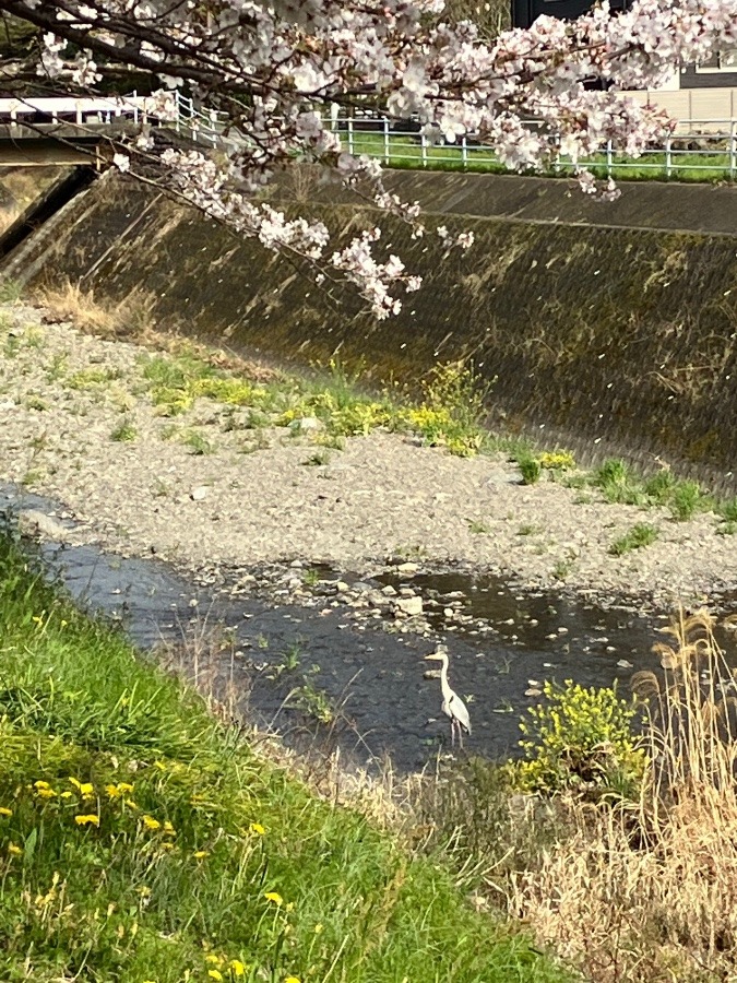川沿いに咲く桜並木の川の中に１羽でなにを考えているかわからないですが癒されますね