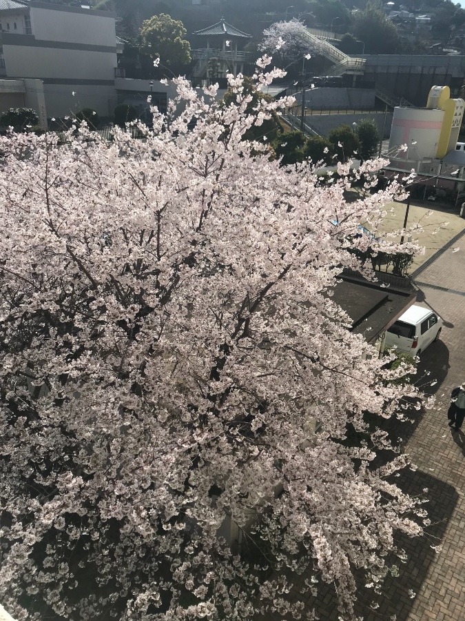 🌸上から見た桜🌸