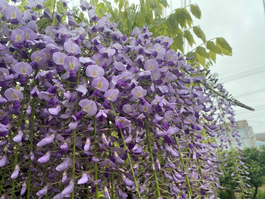 藤の花