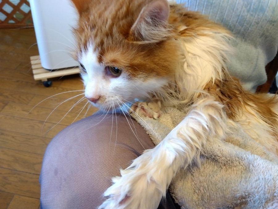 一丁上がり　坊ちゃま🙀　お風呂あがり🚿