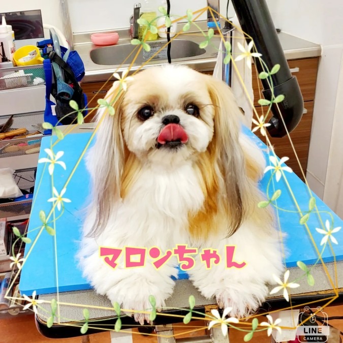 シャンプーコースで綺麗になりました♪