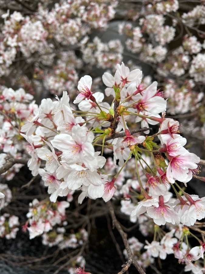 さくら🌸