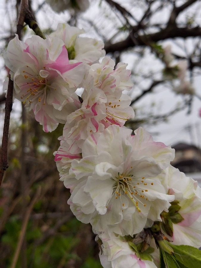 我が家の花🌼