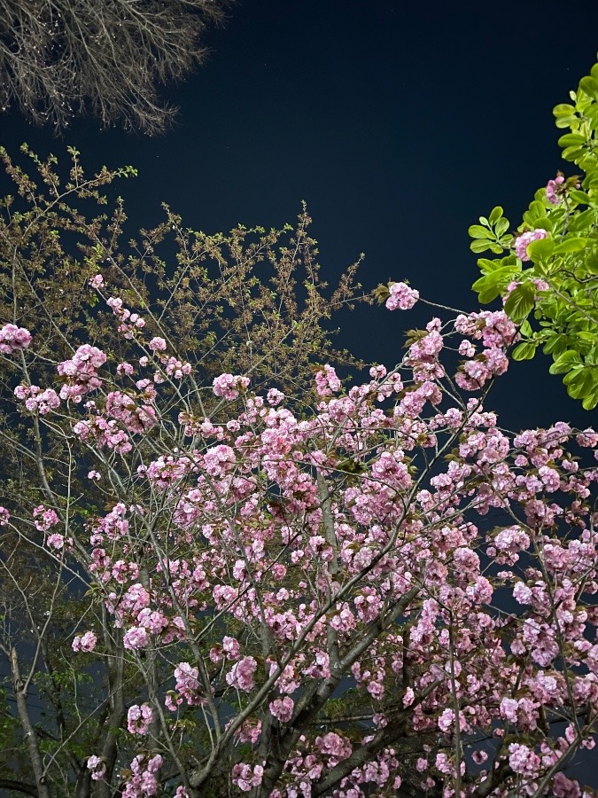 八重桜