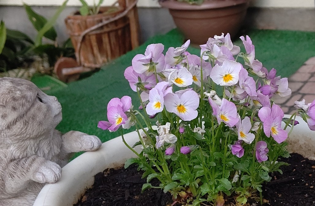 ビオラ 植えました☺️