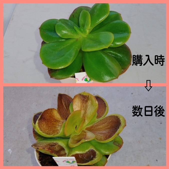 🌱多肉倶楽部🌵🤗　やっちまったな😨😱⤵️