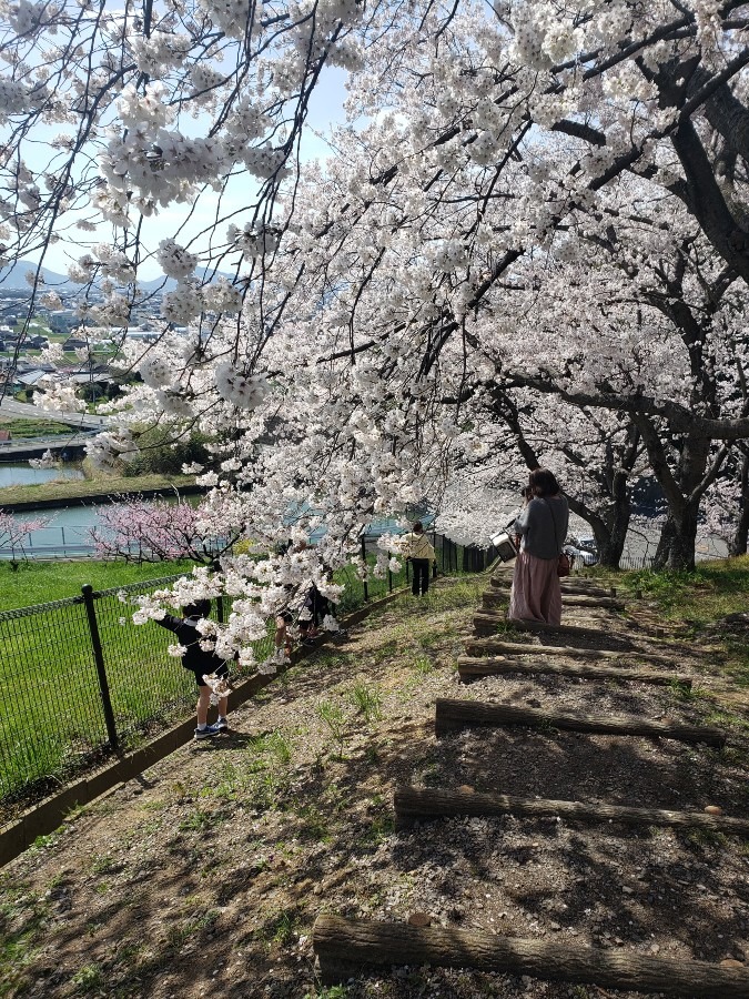 桜のトンネル