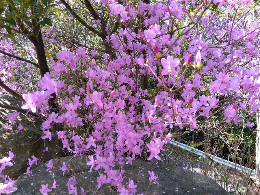 桜の次は?💜