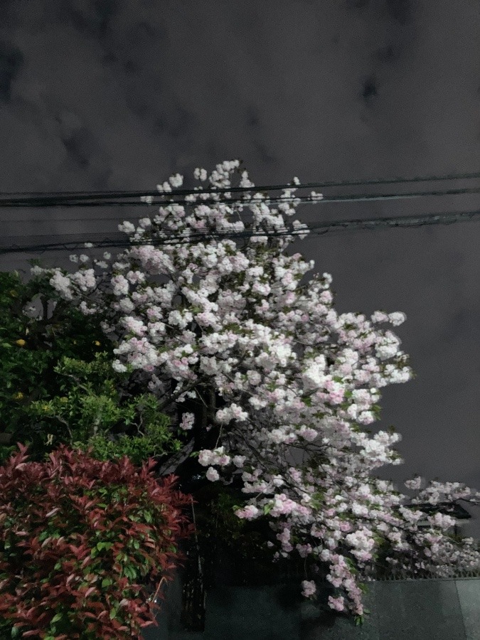 夜桜