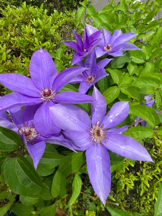 花倶楽部　テッセン