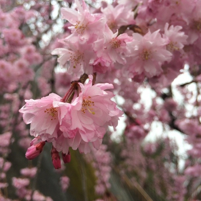 木花之佐久夜比売命