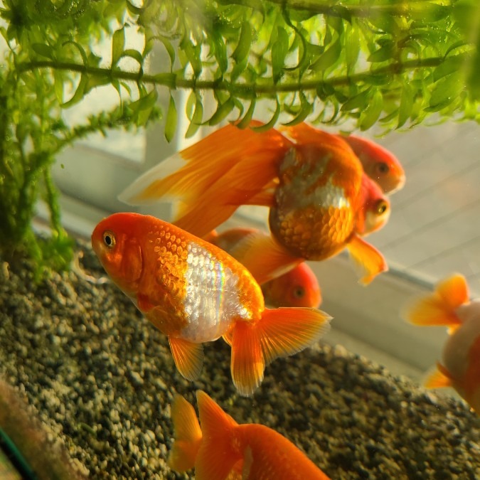 らんこ