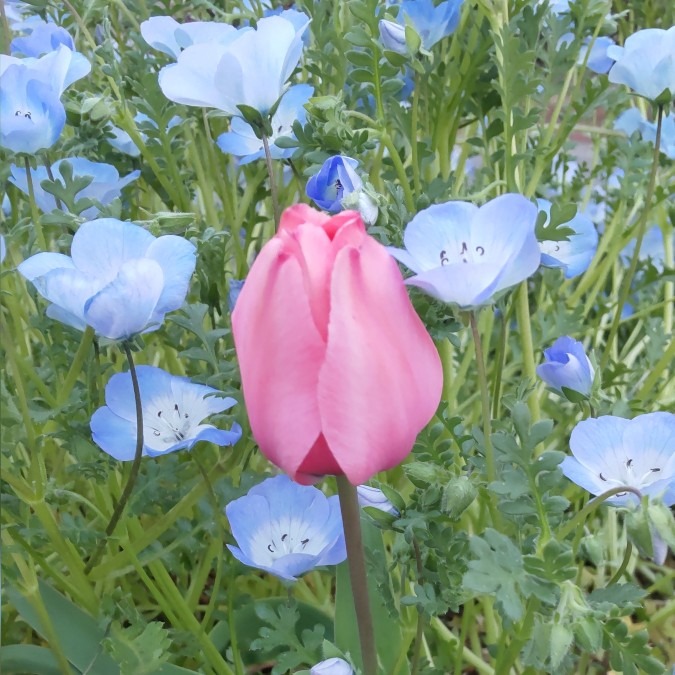 🎶ランララン〜🌷輪になって遊ぼう〜