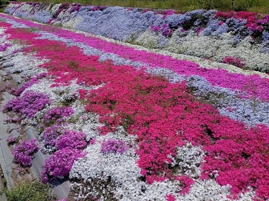 道路の傍の花畑