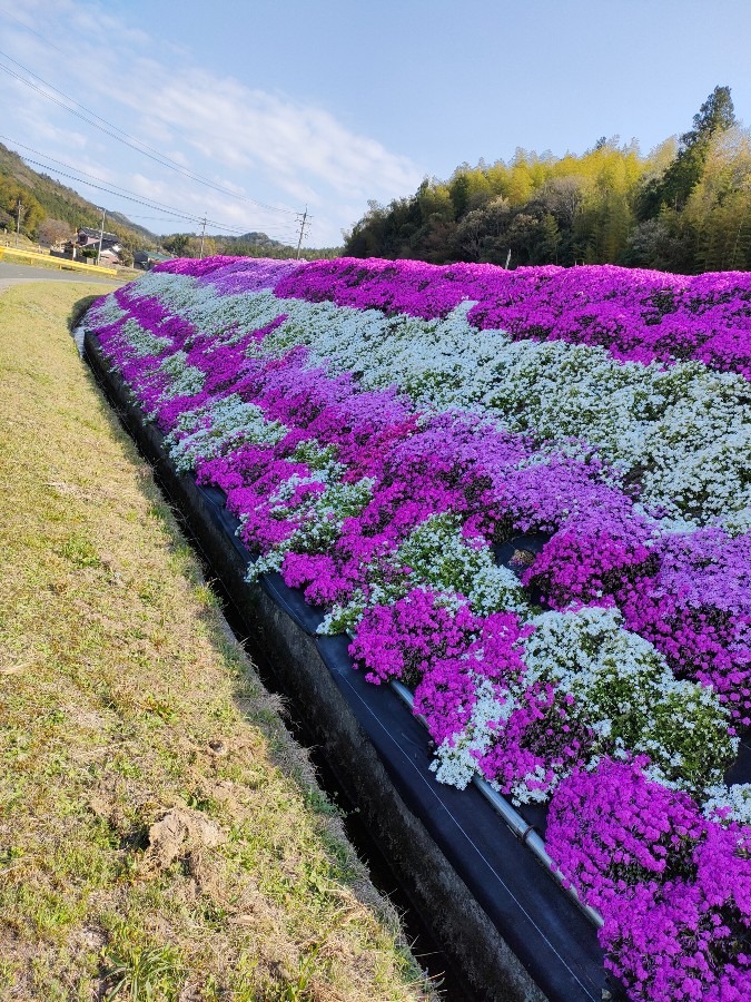 芝桜の上は田んぼです🌸