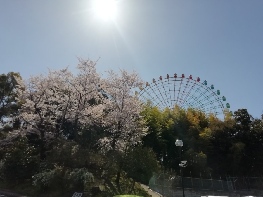 ひらパーの観覧車と桜