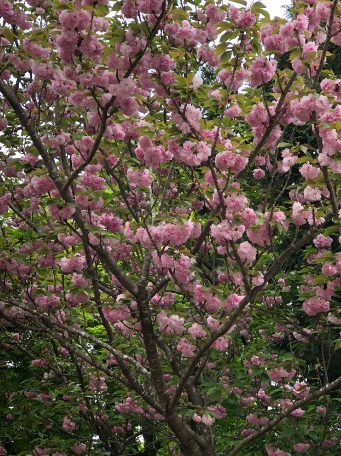 八重桜も🌸