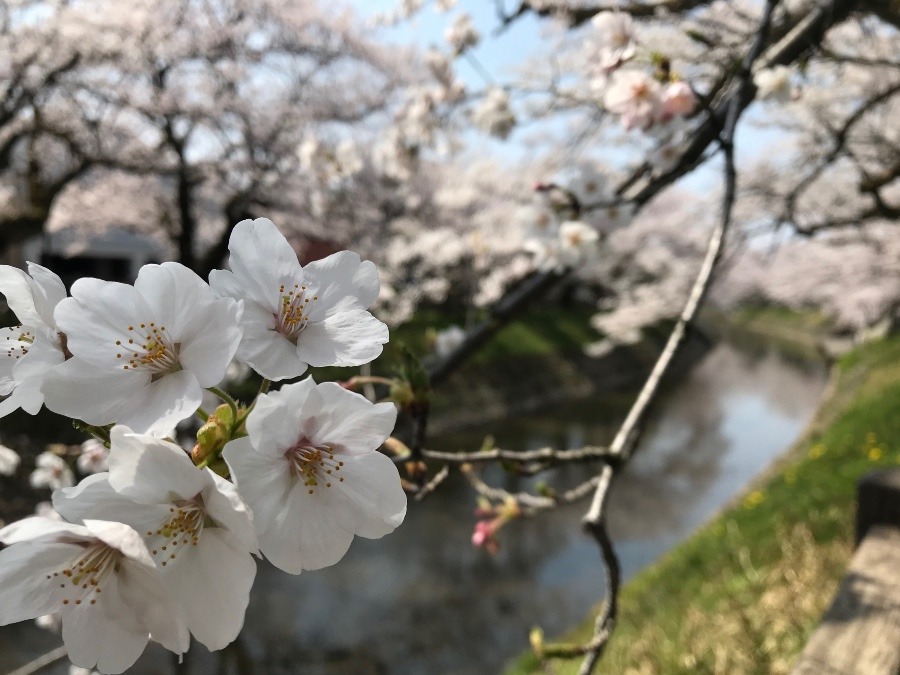 姿が見えないウグイスも❣️