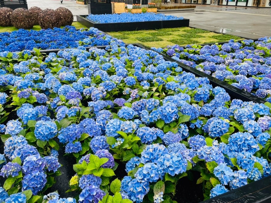 熊本花博街中編2