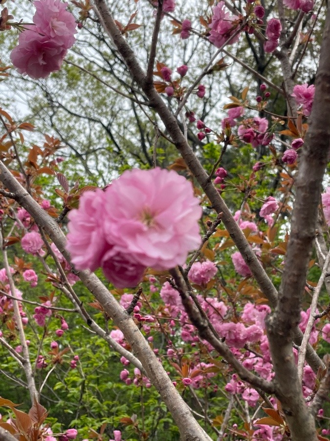 まだまだお花見