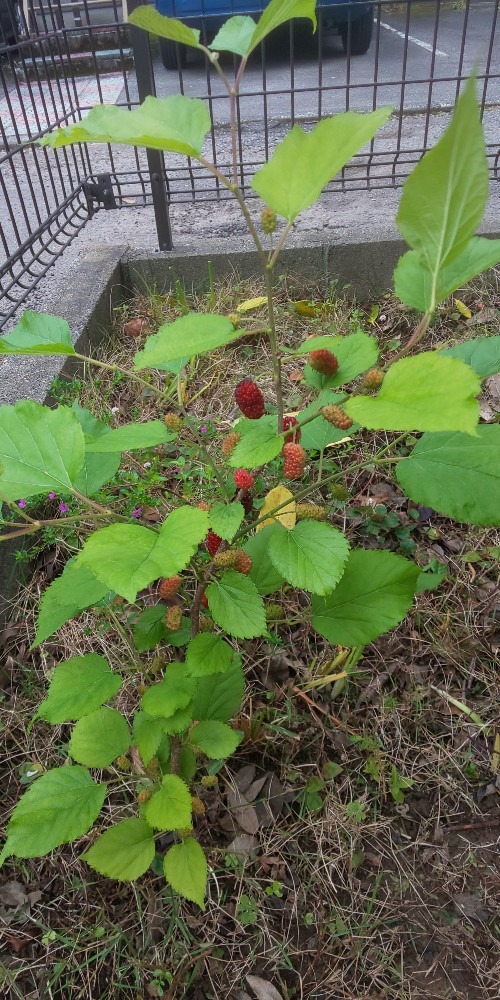 やった🎵🌱