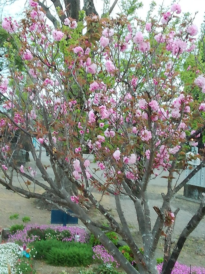 八重桜