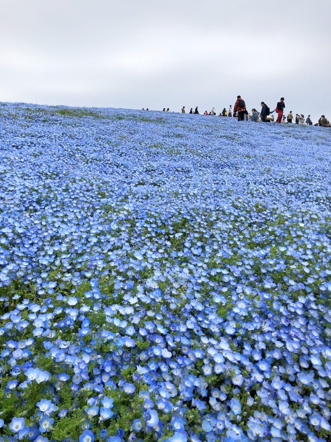 国営ひたち海浜公園のネモフィラ✨