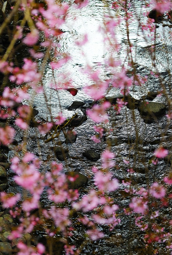 城の崎にて〜桜の細道④〜