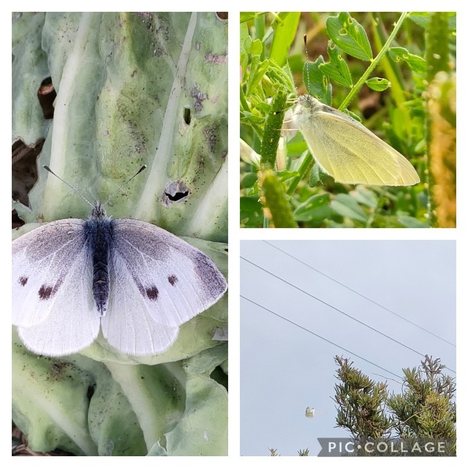 モンシロチョウとモンキチョウ🦋