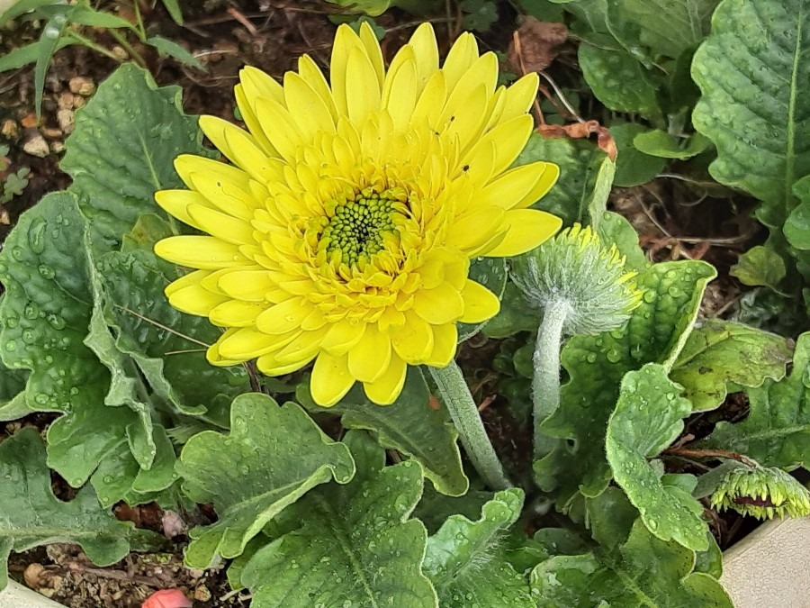 我が家の花🌼