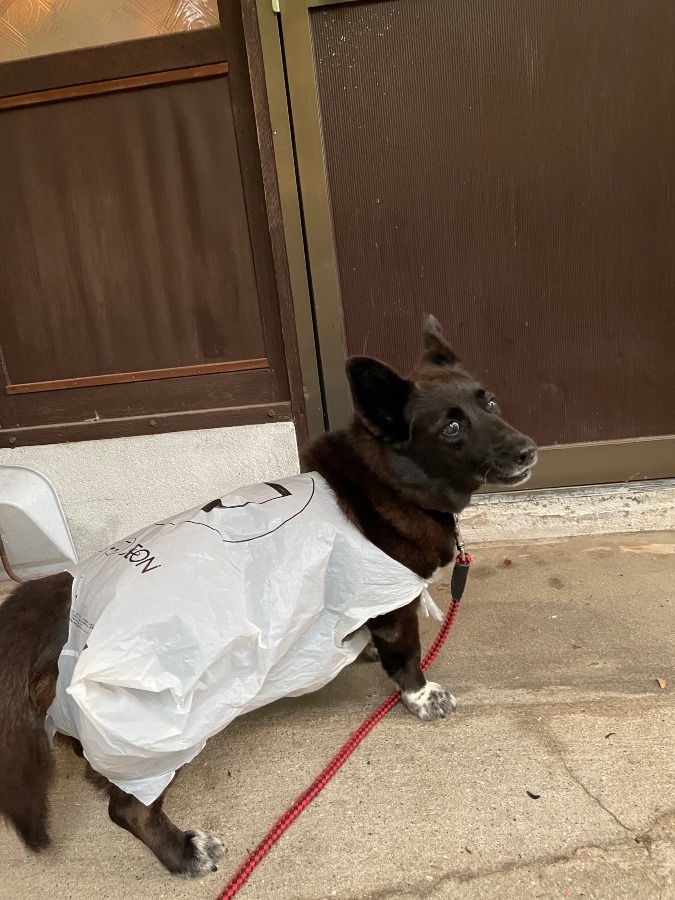 雨の日のお散歩☔️