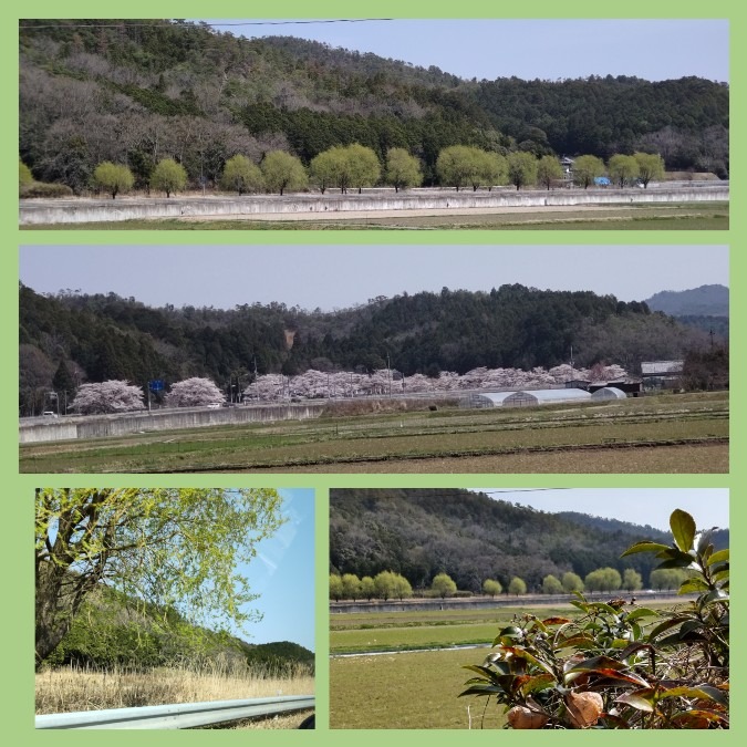 故郷にて🌳🌳🌳🌳🌳🌸🌸🌸