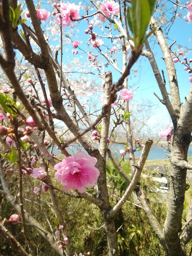 桃の花