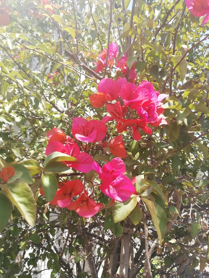 真っ赤な花🌺