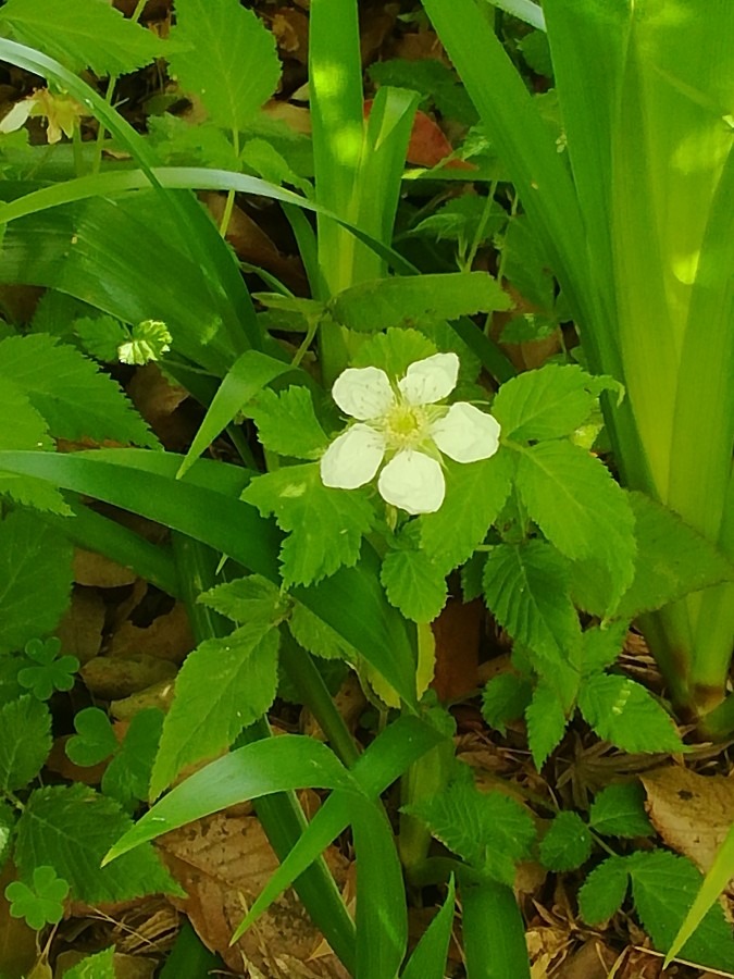 苺の花