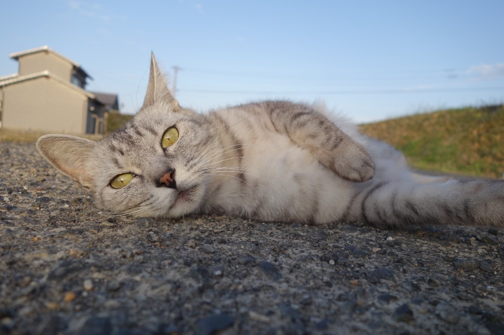 うーん。いくら車が来ないといっても。