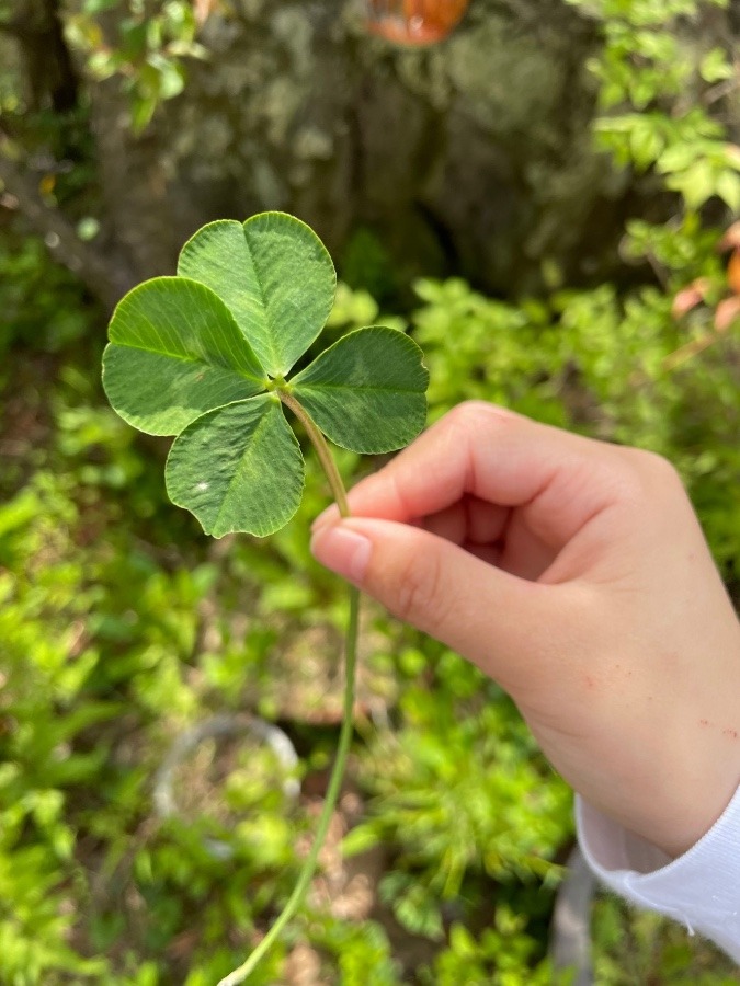 四つ葉のクローバー🍀