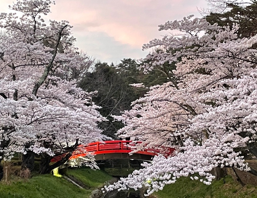 太鼓橋と桜🌸