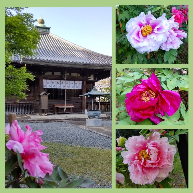 京都西山散歩👣乙訓寺💮🌿