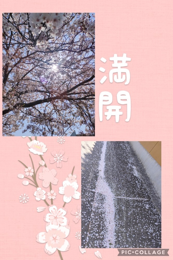 散りゆく桜🌸