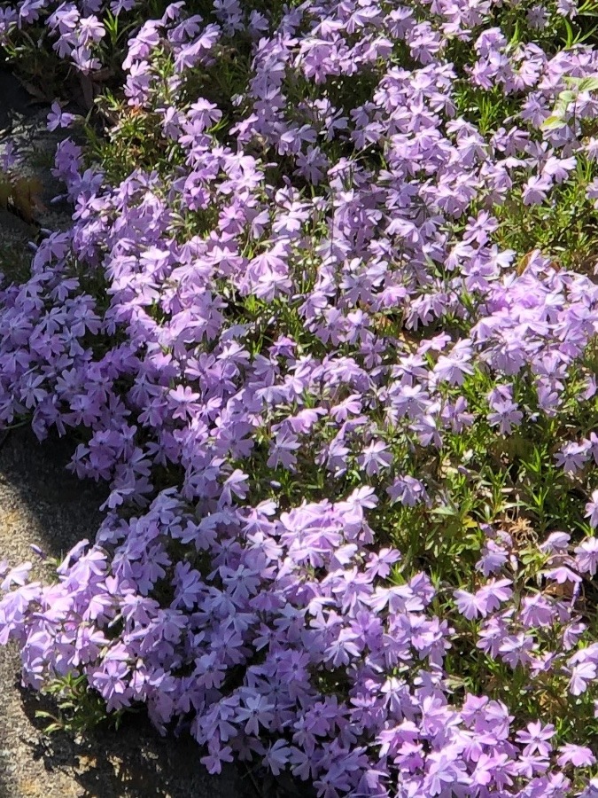 芝桜