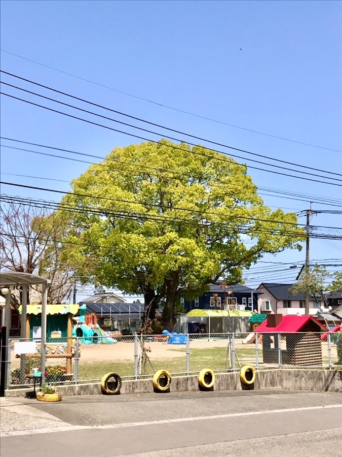 ⭕️ 新緑がまぶしい季節‼️(^O^)