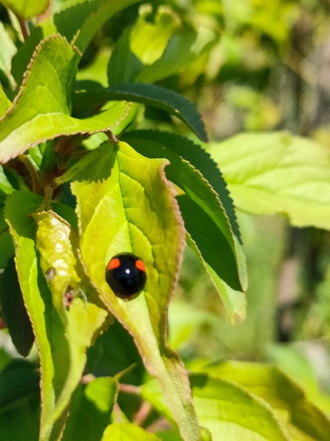 梅の葉っぱにナミテントウ🐞