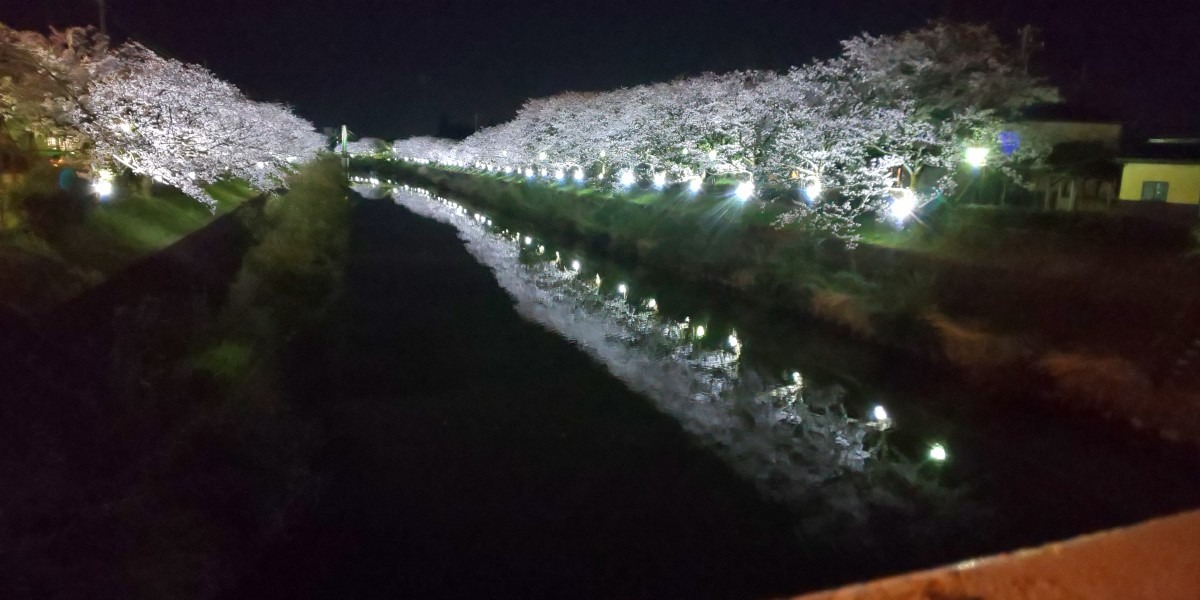 自宅近くの千本桜  ライトアップ