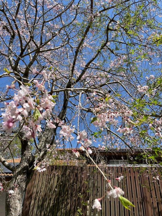 枝垂れ桜❣️