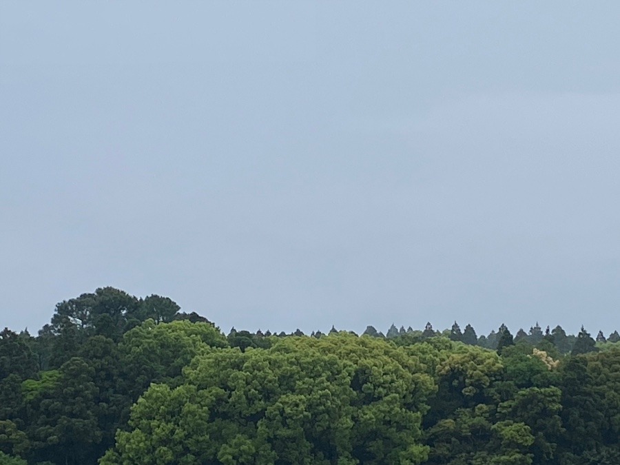 恵みの雨☔️🌱